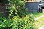 IMG 2774 01